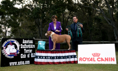 Runner Up Neuter In Show - Neut Ch. Blueskystafs Fully Loaded